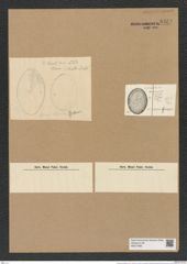 Actinocyclus ellypticus Grun. (de-Toni-Nr.: Genus 195, Species 4788) Zeichnungen Sammlung Grunow Nr. 8434 (NHMW-BOT-W0377883)